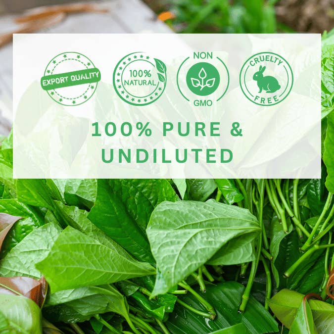 Aromachology - Wholesale Essential oil - Betel Leaf Oil2