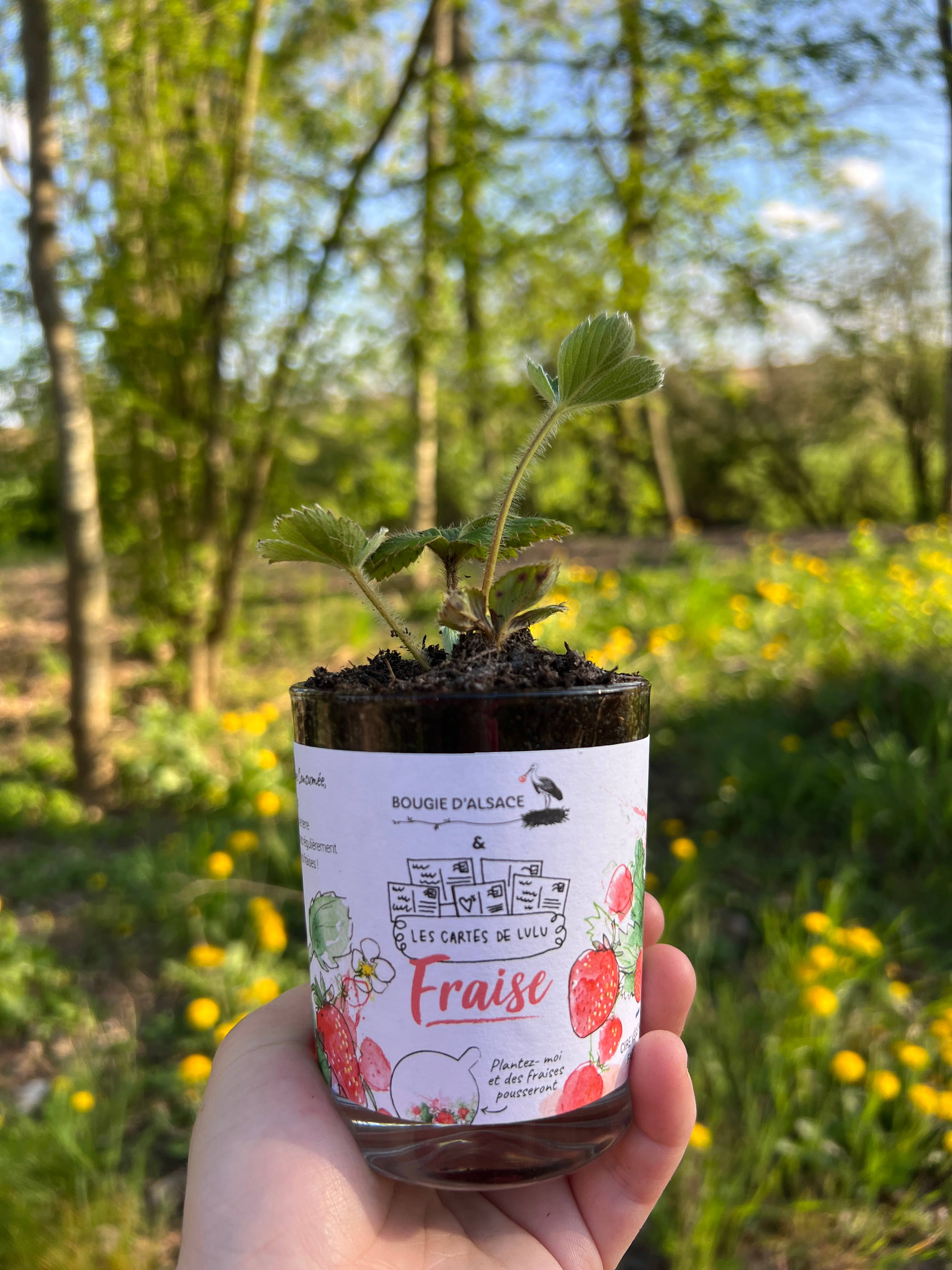 Les cartes de Lulu - Wholesale Novelty Candle - Candles to plant the cards of Lulu x Bougie d'Alsace3