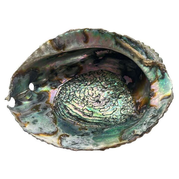 VIE - Wholesale Decorative Tabletop Object - Abalone Shell3