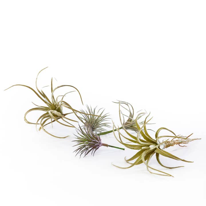 Air Plant Accessories Fake Air Plant Faux Perfectly Lifelike for wholesale by Chive Canada