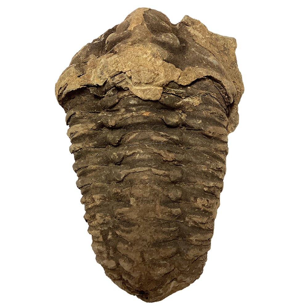 Texas Toy Distribution - Wholesale Decorative Figurine - Large Trilobite Fossils1