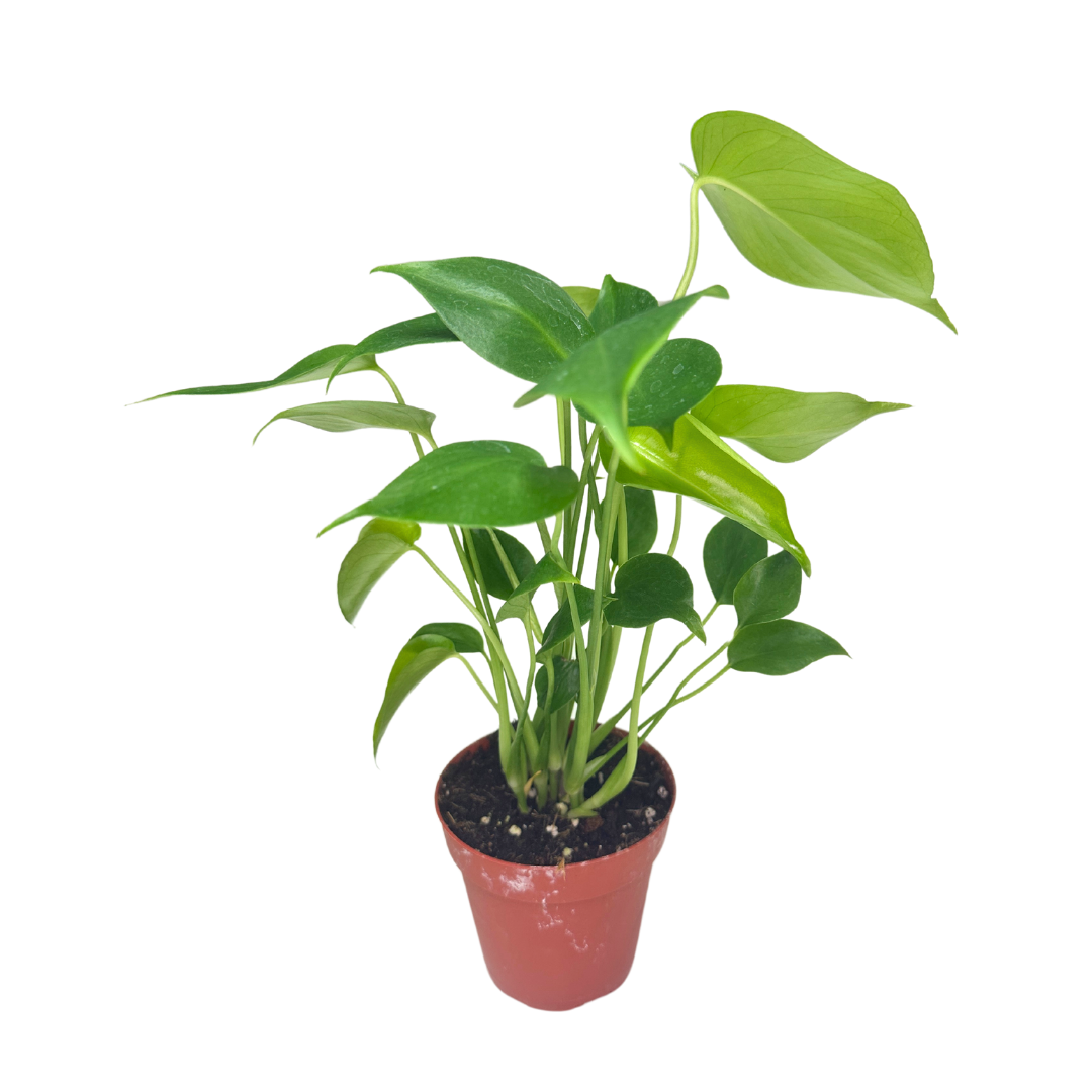 Flow State - Wholesale Live Plant - 4" Monstera Deliciosa – Wholesale Live Houseplant2