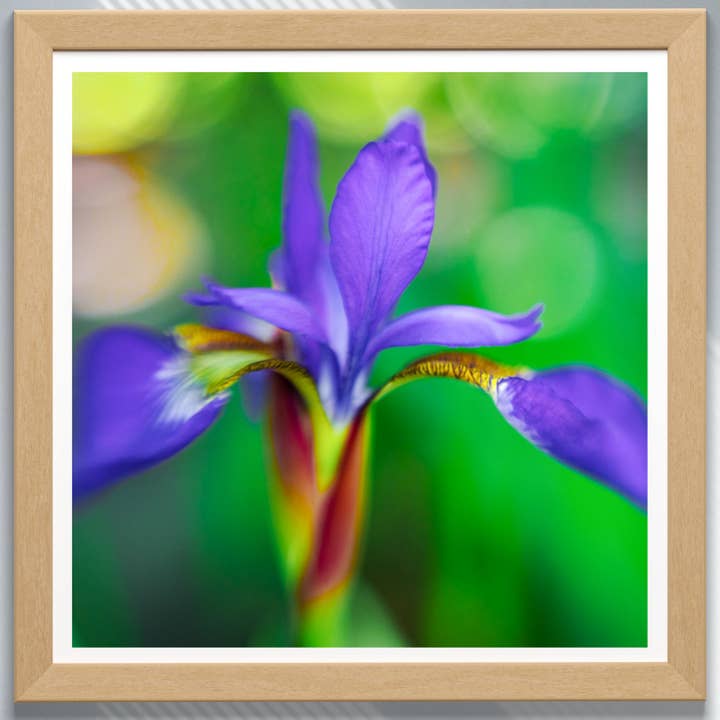 Fine Art Giclee Print - Purple Iris Flower for wholesale by Natalie’s Art