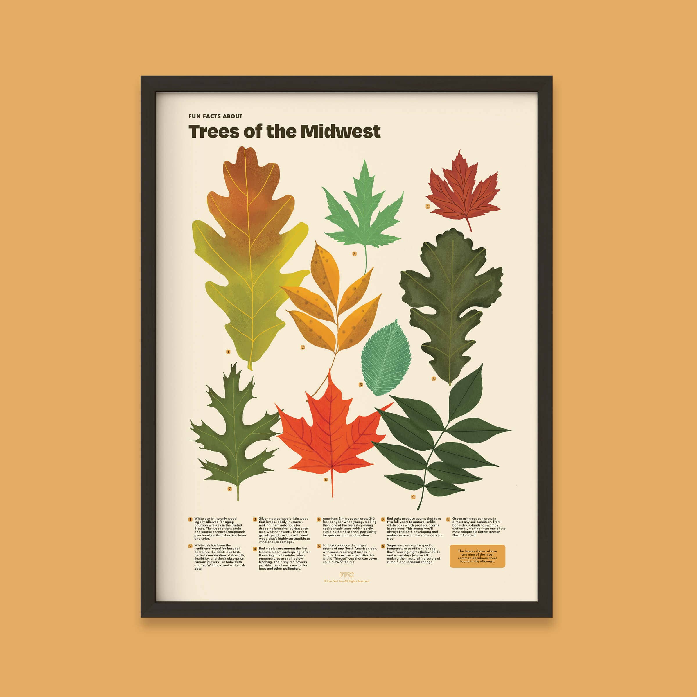 Fun Fact Co. - Wholesale Art Print - Trees of the Midwest Print, Leaves Scientific Illustration4
