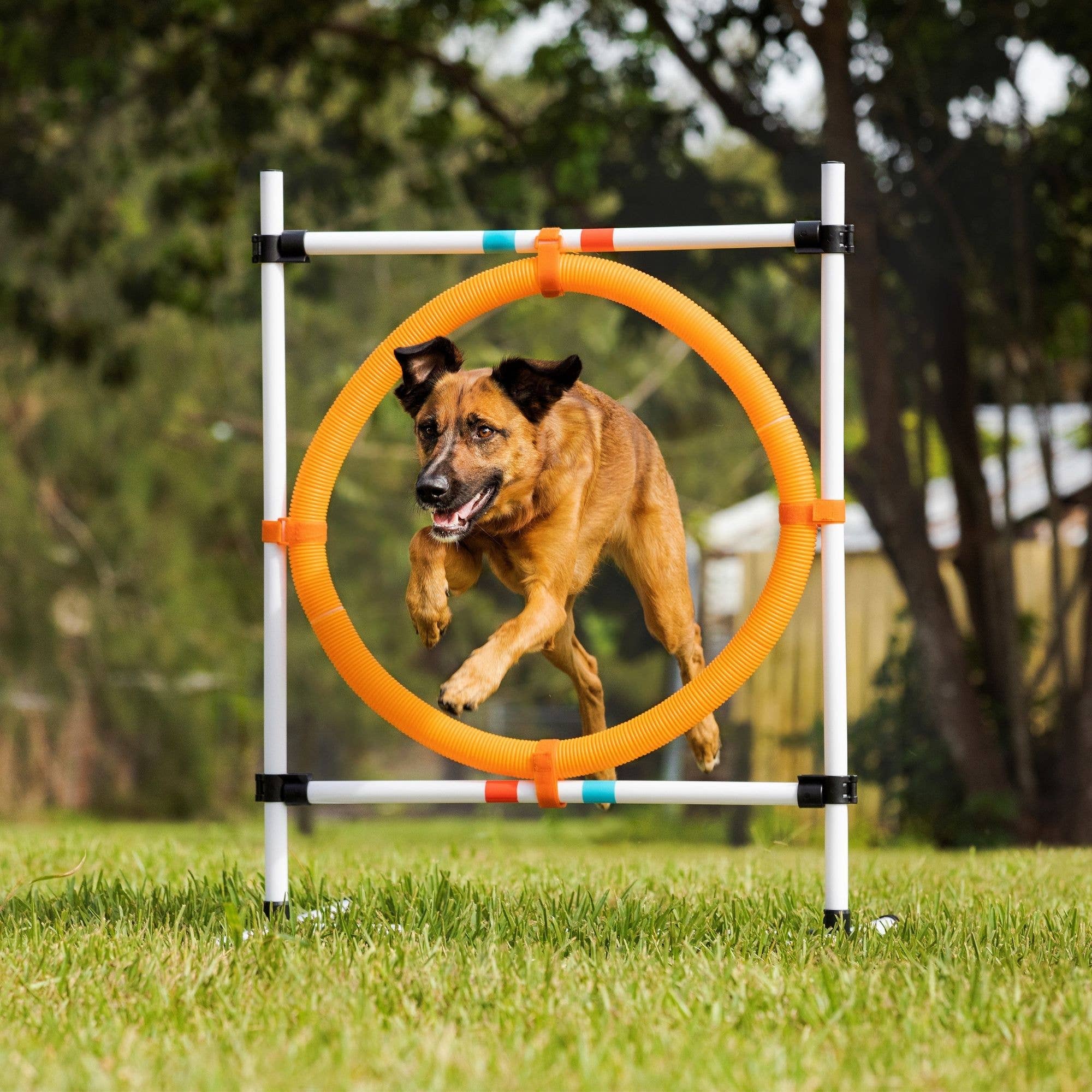 Midlee Designs - Wholesale Pet Toy - Dog - Midlee Dog Agility Beginner Sets- Hoop, Poles, & Bar Jump6