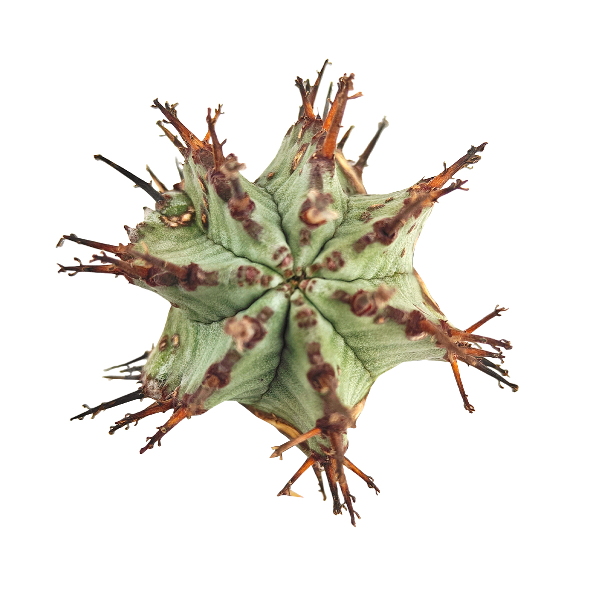 Best Plant Friend - Wholesale Succulent - Euphorbia Horrida Rare Cactus 2in Pot, Unique Succulent Gift0