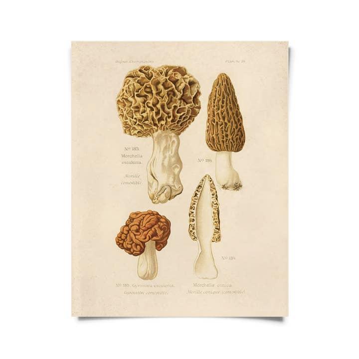 Curious Prints - Wholesale Art Print - Vintage Morels Mushroom Print w/ optional frame