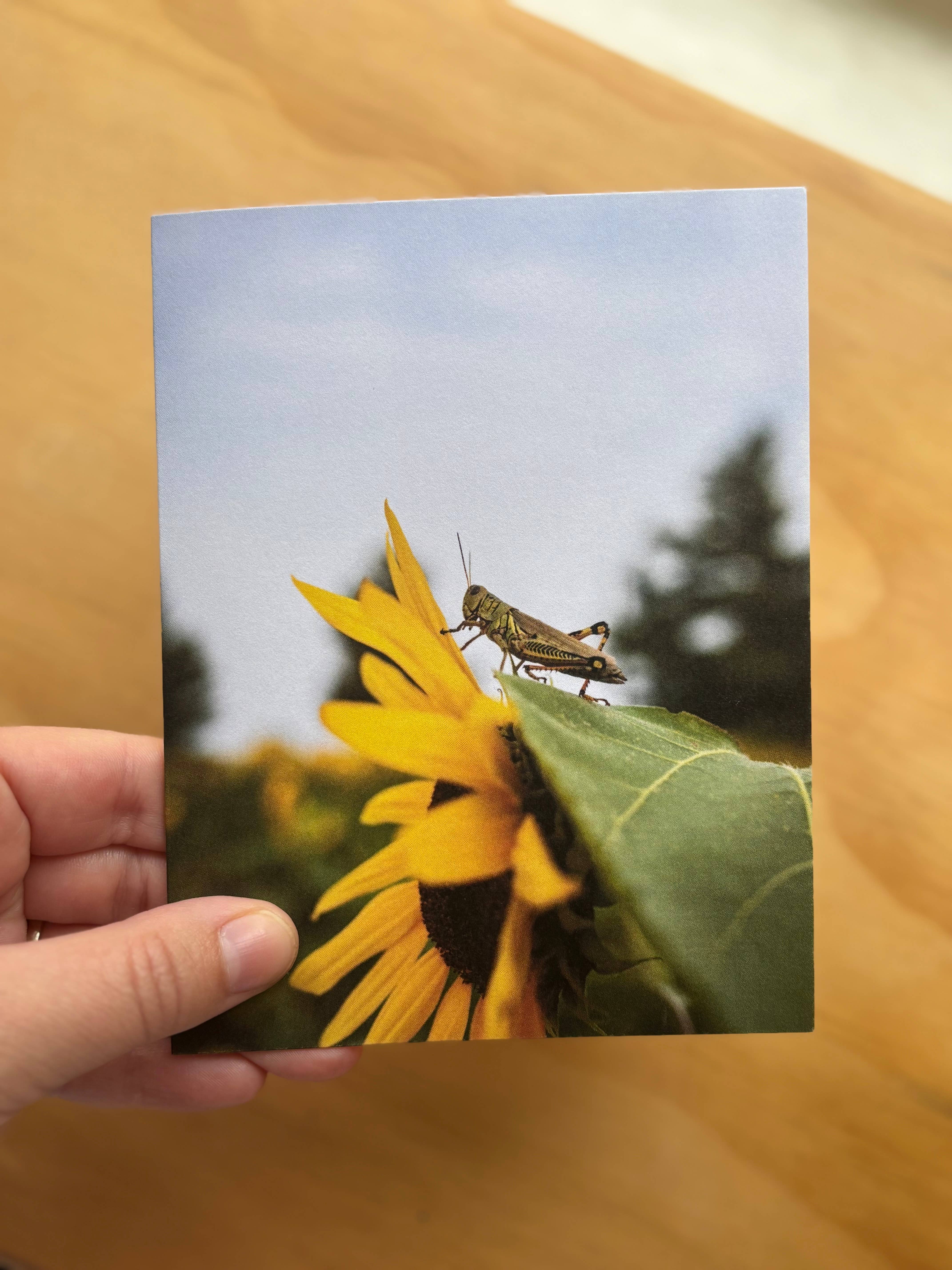 Andrea Morris Art - Wholesale Stationery/Notecard Set - Fall Card Variety Pack (5 Different Cards + Envelopes)2