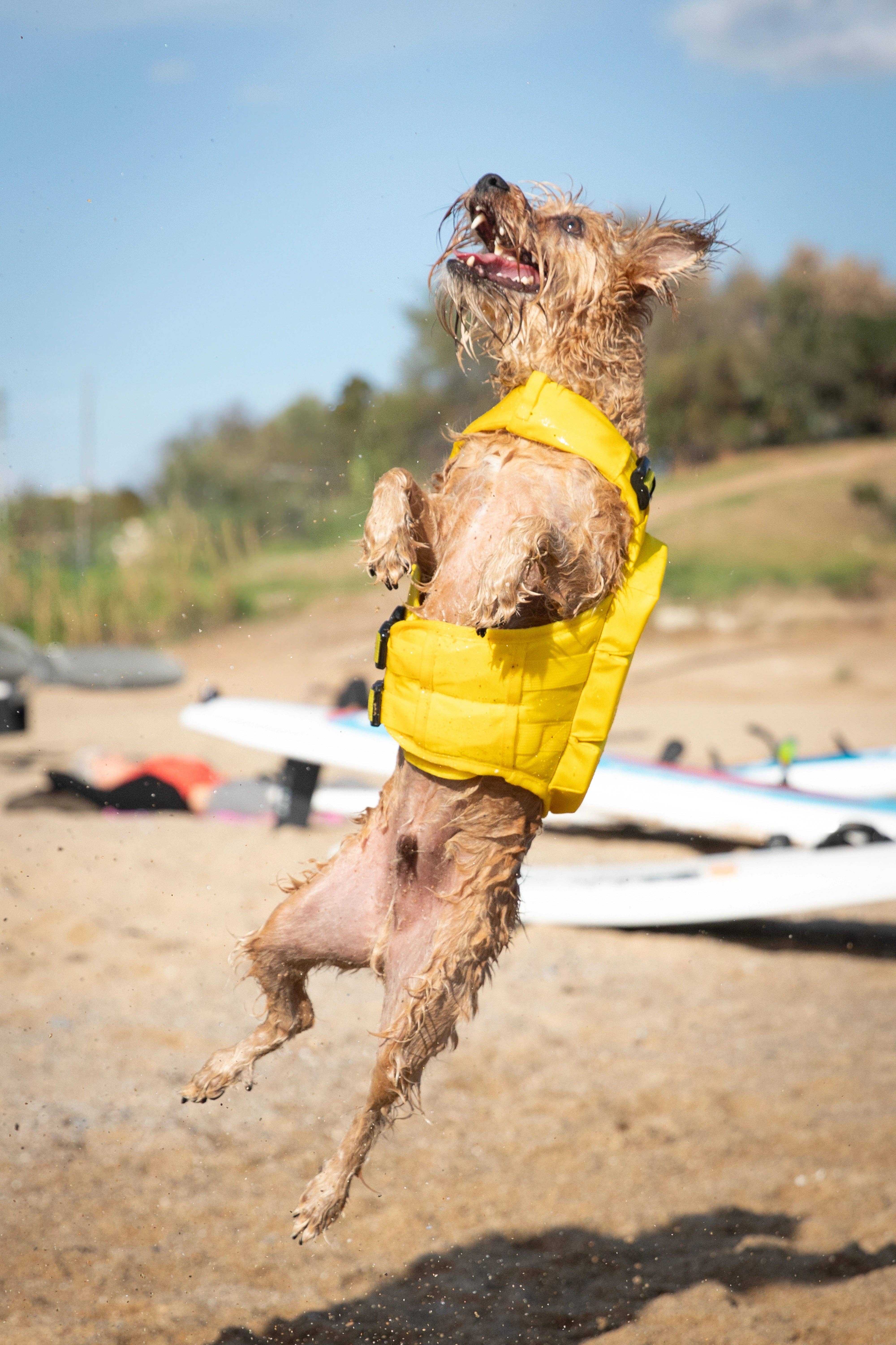 NOAH AND PAW LLC – Großhandel Haustierjacke – Hund – Human Standards Hundeschwimmweste mit 4-facher Schaumpolsterung für maximale Auftriebskraft – Gelb10