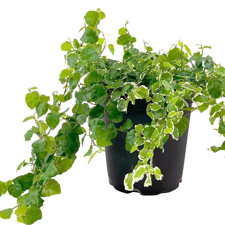 Best Plant Friend - Wholesale Live Plant - Variegated Creeping Fig 6-inch, Fast-growing Evergreen Vine2