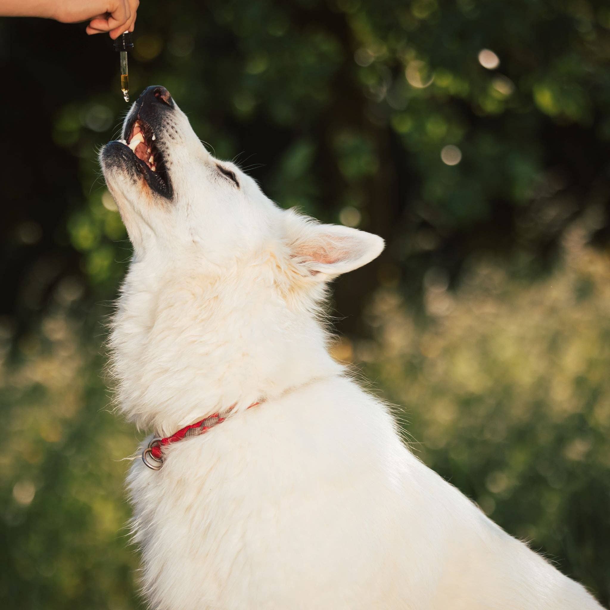 TryBlue - Wholesale Elixir - Black Cumin Seed Elixir4