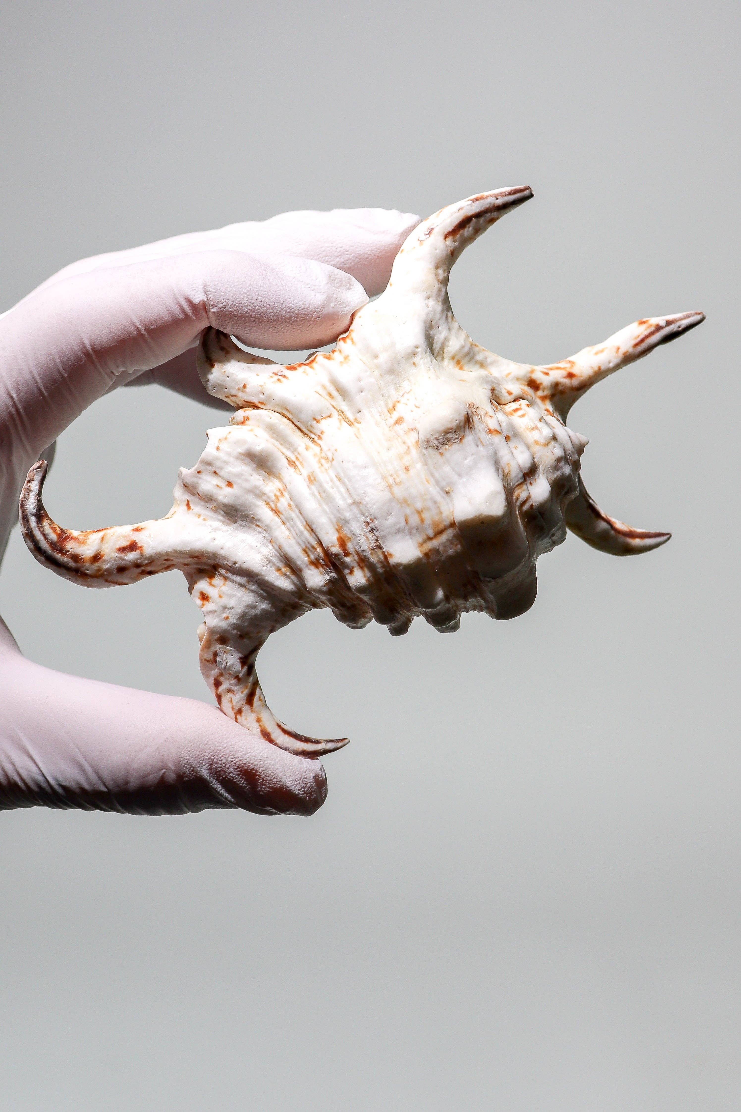 Stemcell Science Shop - Wholesale Decorative Tabletop Object - Arthritic Spider Conch1