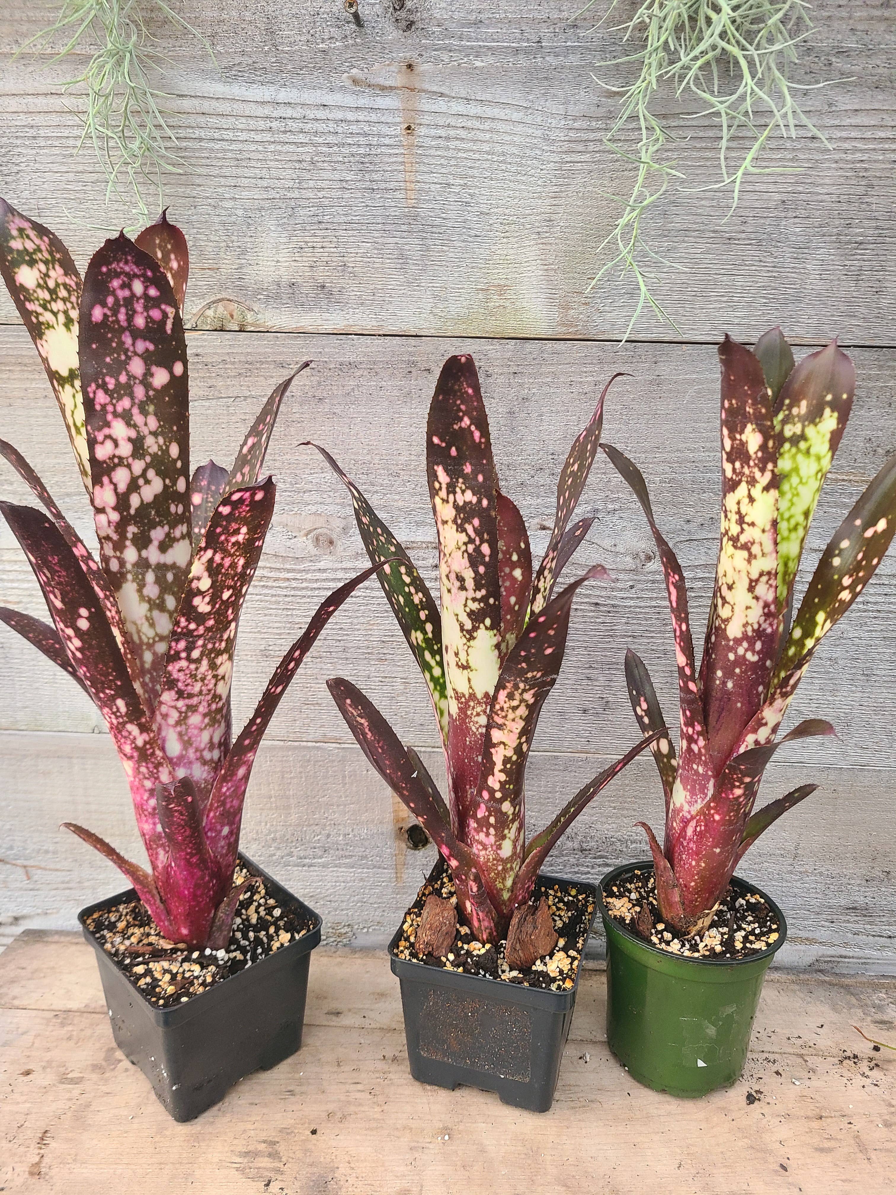 Buzz + Thrive Gardens - Wholesale Live Plant - Billbergia 'Hallelujah'