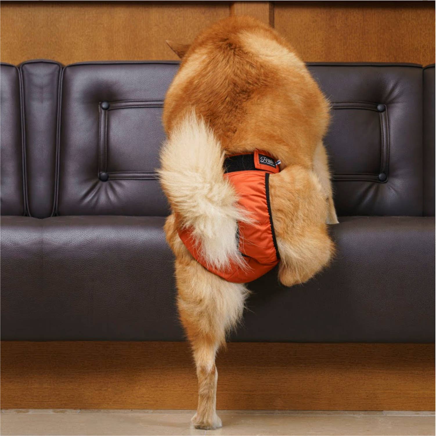 FINNERO - Wholesale Pet Diaper - Dog - FINNERO BRENDA Dog Hygiene pants, 3 colors, Washable Diaper14