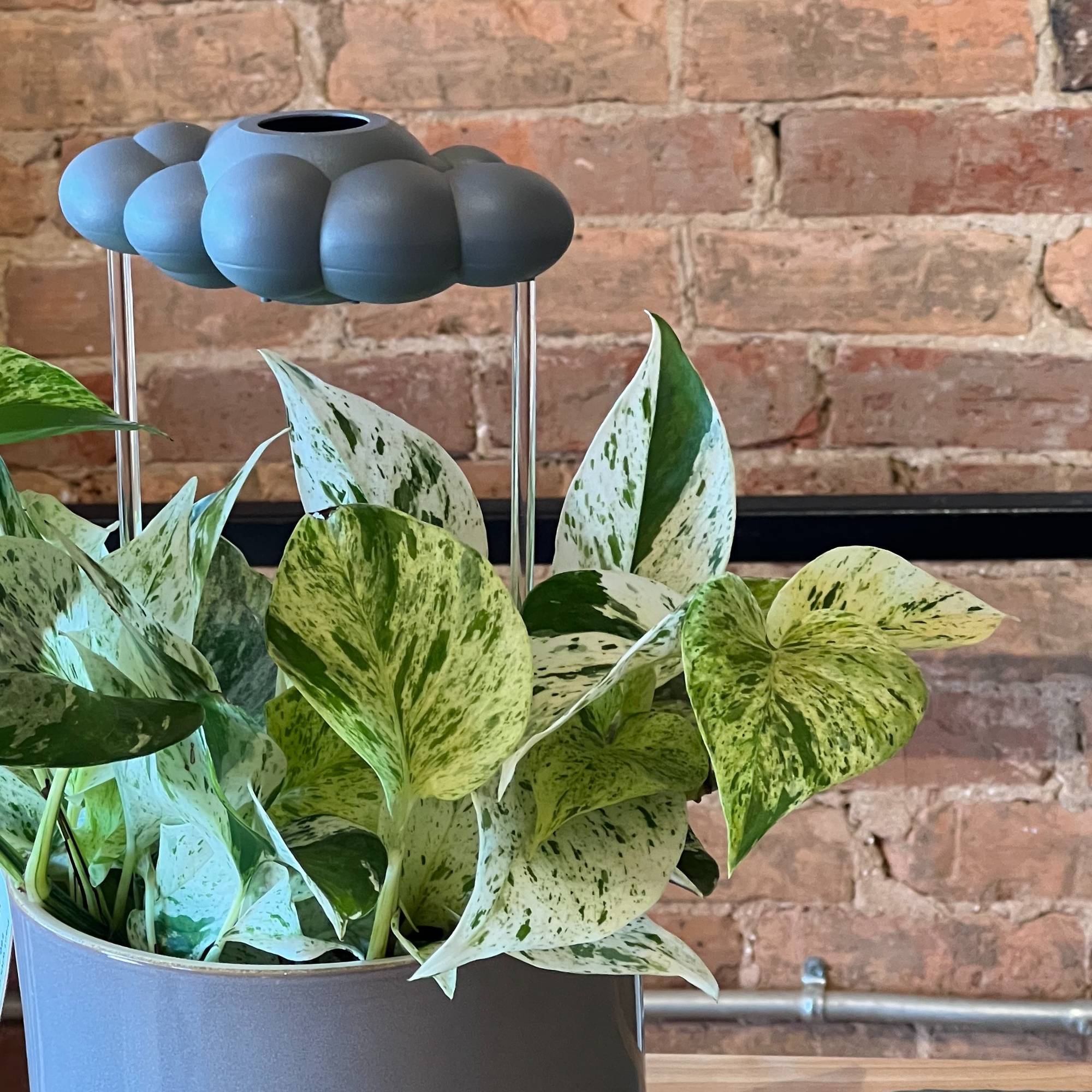 The Cloud Makers - Vendita all'ingrosso Annaffiatoi - Cloud di Pioggia Gocciolante Stormy2