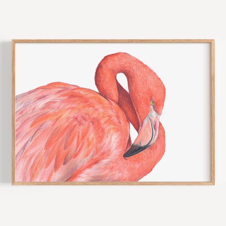 Fenicottero Rosa - Stampa d'Arte per la vendita all'ingrosso da parte di Hayley Wilson