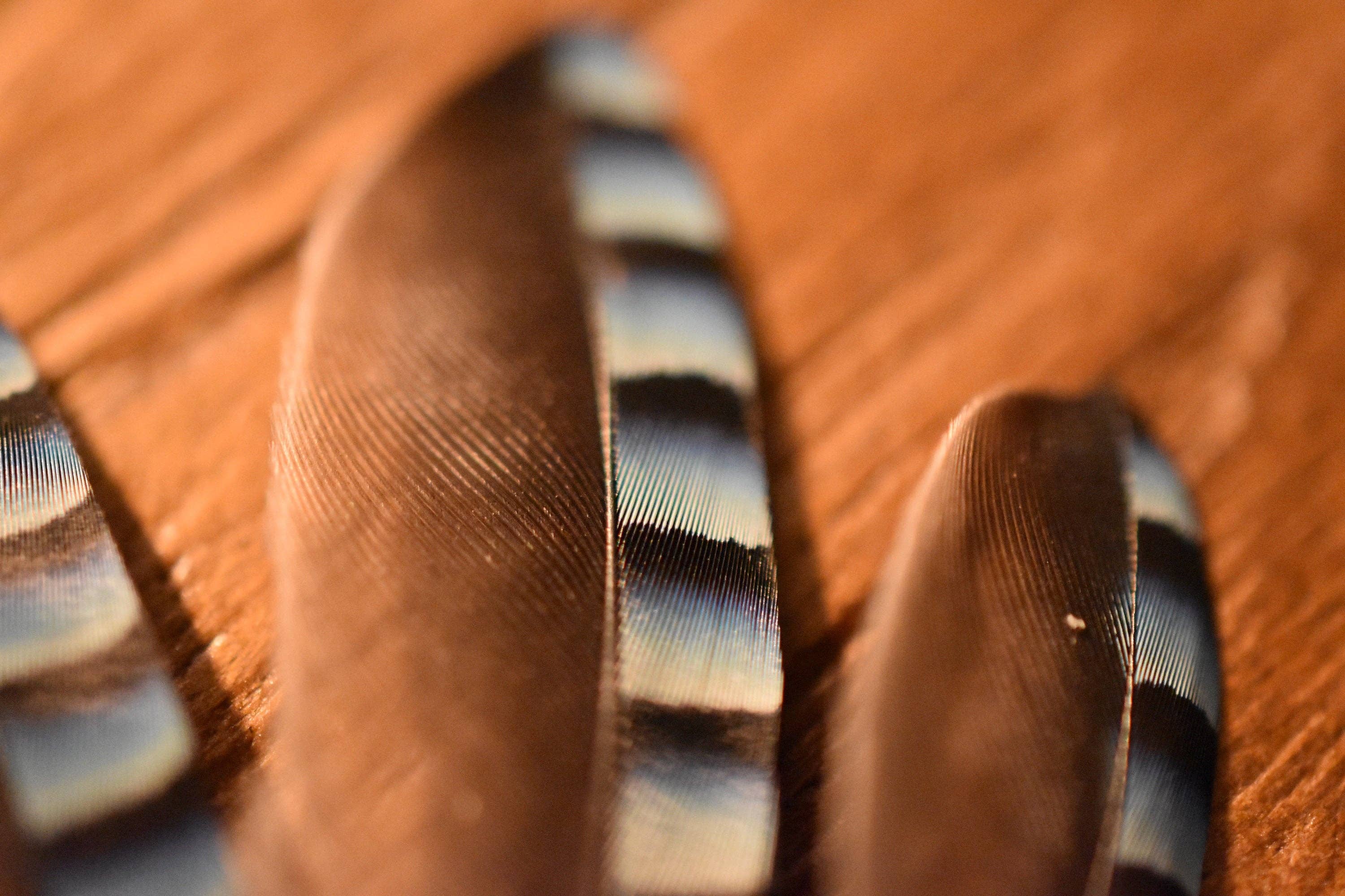 Plumes Naturelles - Wholesale Craft Supplies - Jay feathers4