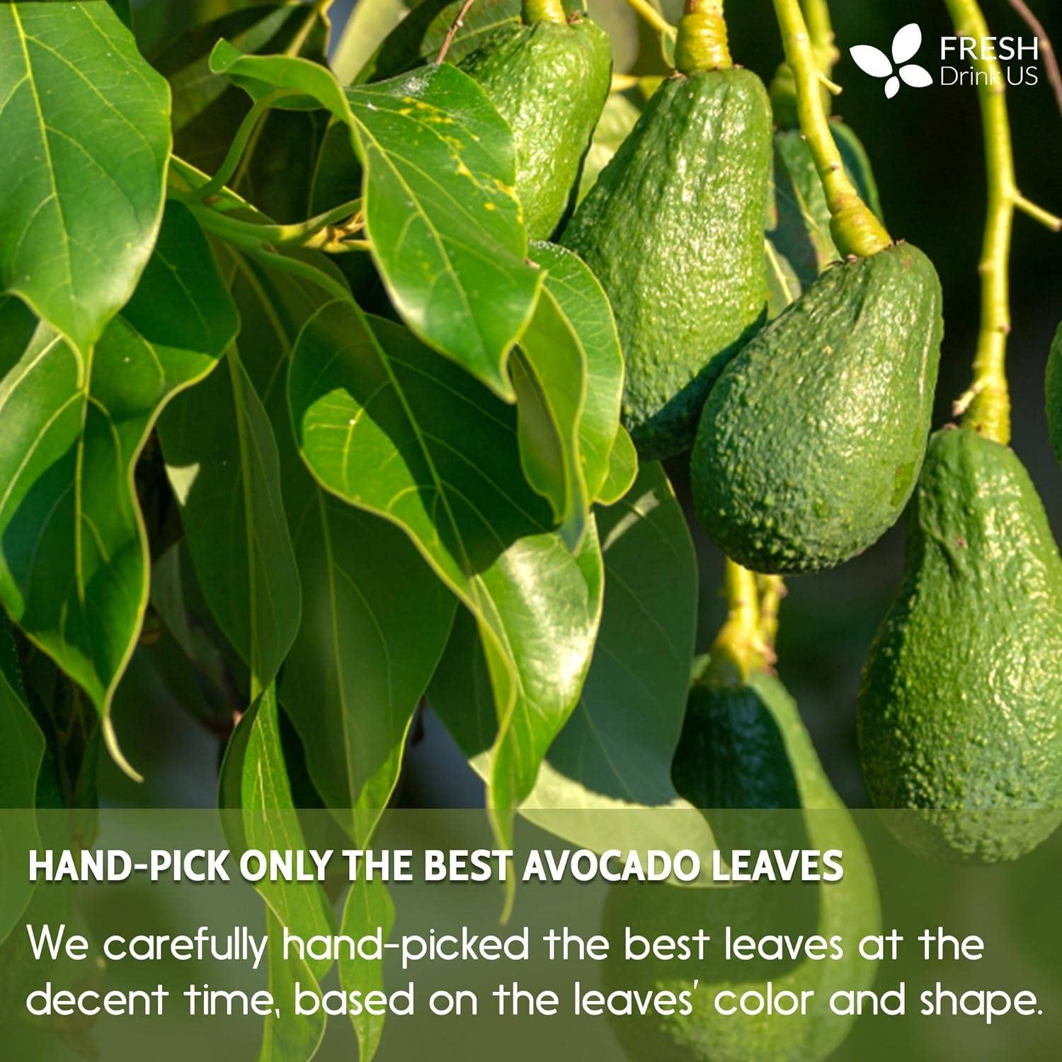 Naomi's Happy Place Shop - Wholesale Health/Detox Tea - Natural Avocado Whole Leaves Dried, Tea Bags, 100% Pure from Avocado Leaves, Avocado Leaf Tea, Hojas de Aguacate Seca, No Additives, No Caffeine, Vegan12