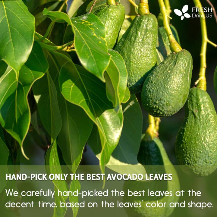 Naomi's Happy Place Shop - Wholesale Health/Detox Tea - Natural Avocado Whole Leaves Dried, Tea Bags, 100% Pure from Avocado Leaves, Avocado Leaf Tea, Hojas de Aguacate Seca, No Additives, No Caffeine, Vegan12