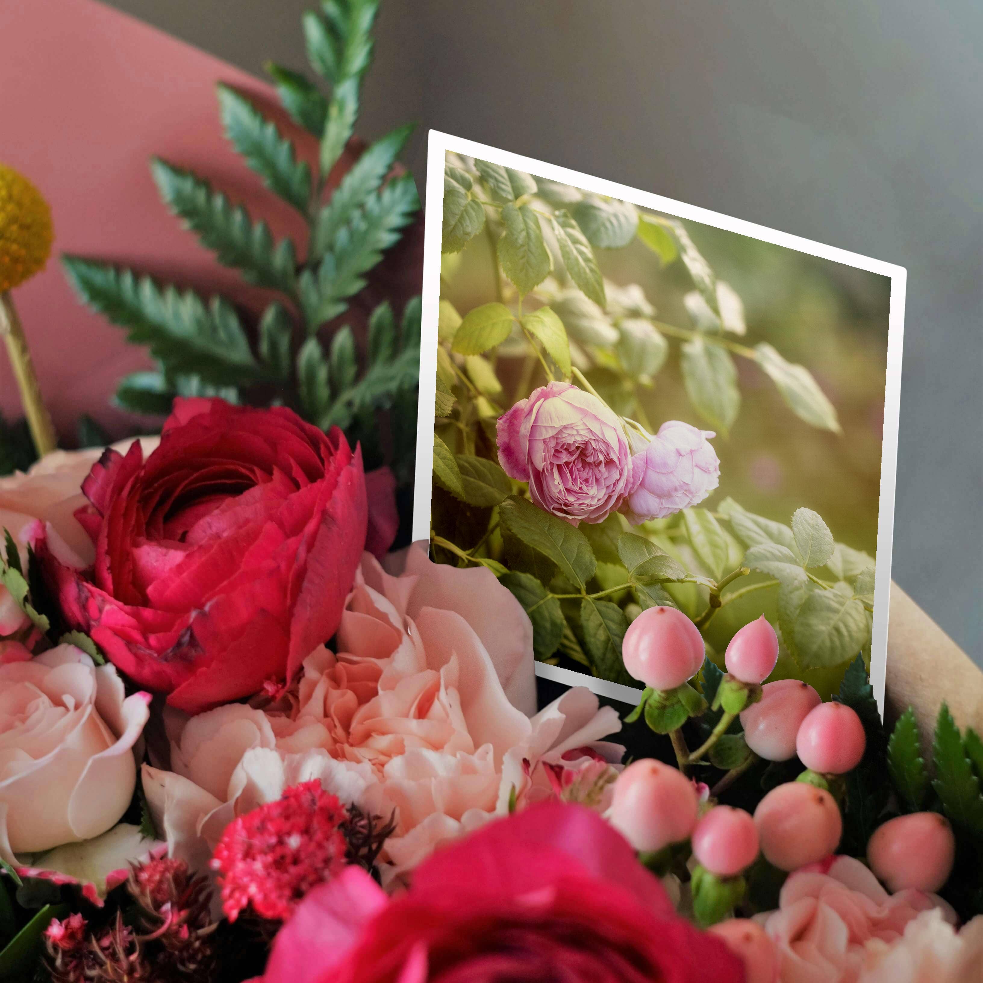 3dRose – wholesale Everyday greeting card – 3dRose, Garden Rose Photo, Greeting Card2