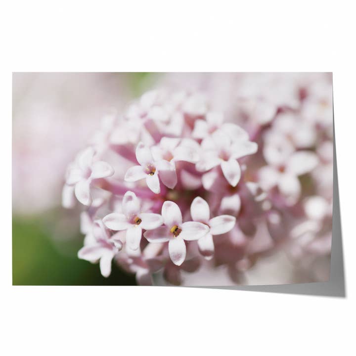 Rosa Frühlingsblüte | Kunstdruck Fotografie für den Großhandel von Natasha Riha Photography