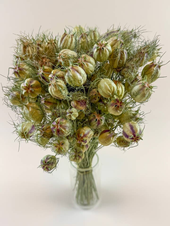 Nigella (Love-in-a-Mist), Green – Naturally Dried Seed Pods for wholesale by Lovejoy Farms Premium Dried Flowers