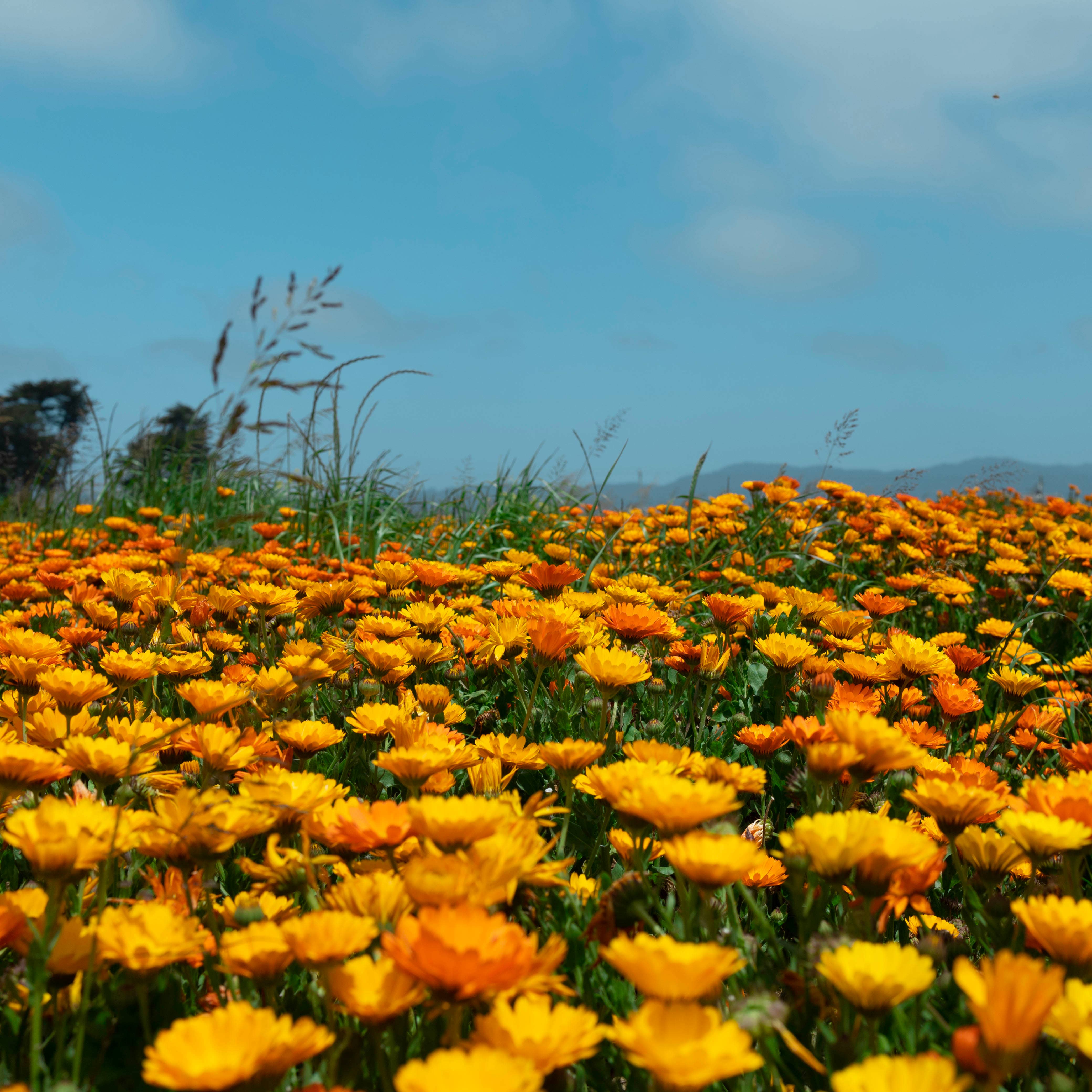 Five Finger Farms - Vendita all'ingrosso Topper per torte/cupcake - Fiori commestibili - Decorazione con fiori secchi veri e naturali6