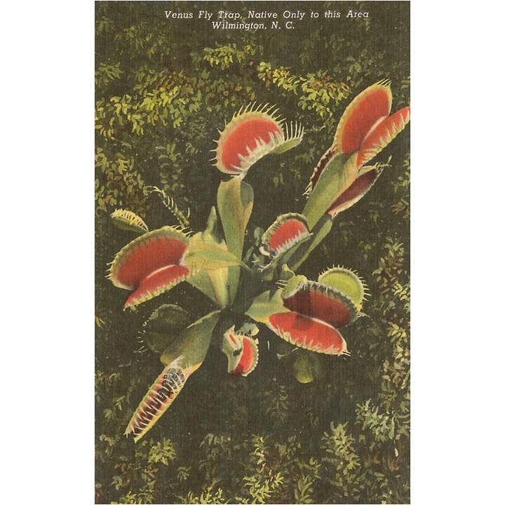 Found Image Press – wholesale Art print – Art Print NC-351 Venus Fly Trap, Wilmington