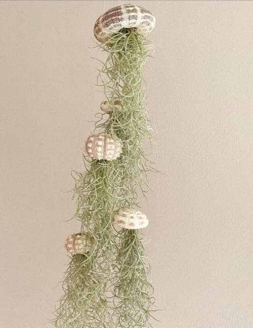 Juffrouw Pannenkoek deco /JP deco - Wholesale Live Plant - Hanging airplant – sea urchin – Mushroom – Large1