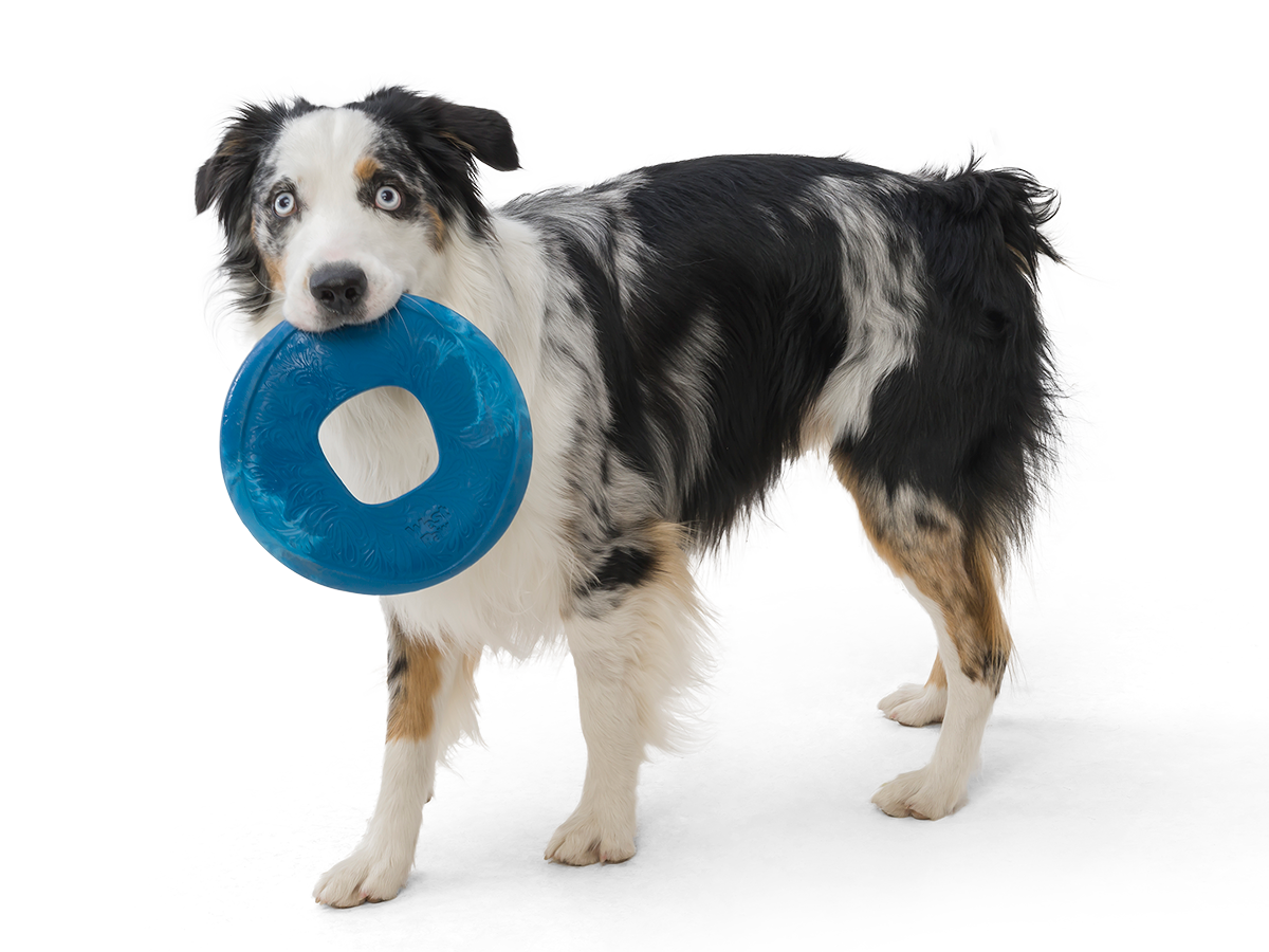 West Paw - Wholesale Pet Fetch Ball - Dog - Sailz® Dog Flying Disc Fetch Toy4