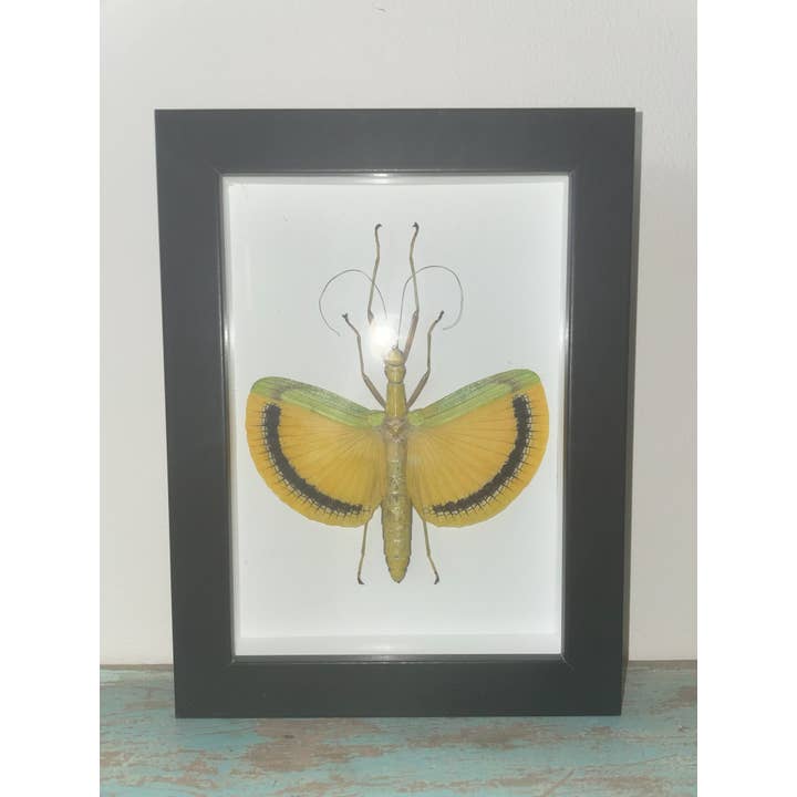Tagesoidea Nigrofasciata Framed for wholesale by Newman Art Designs