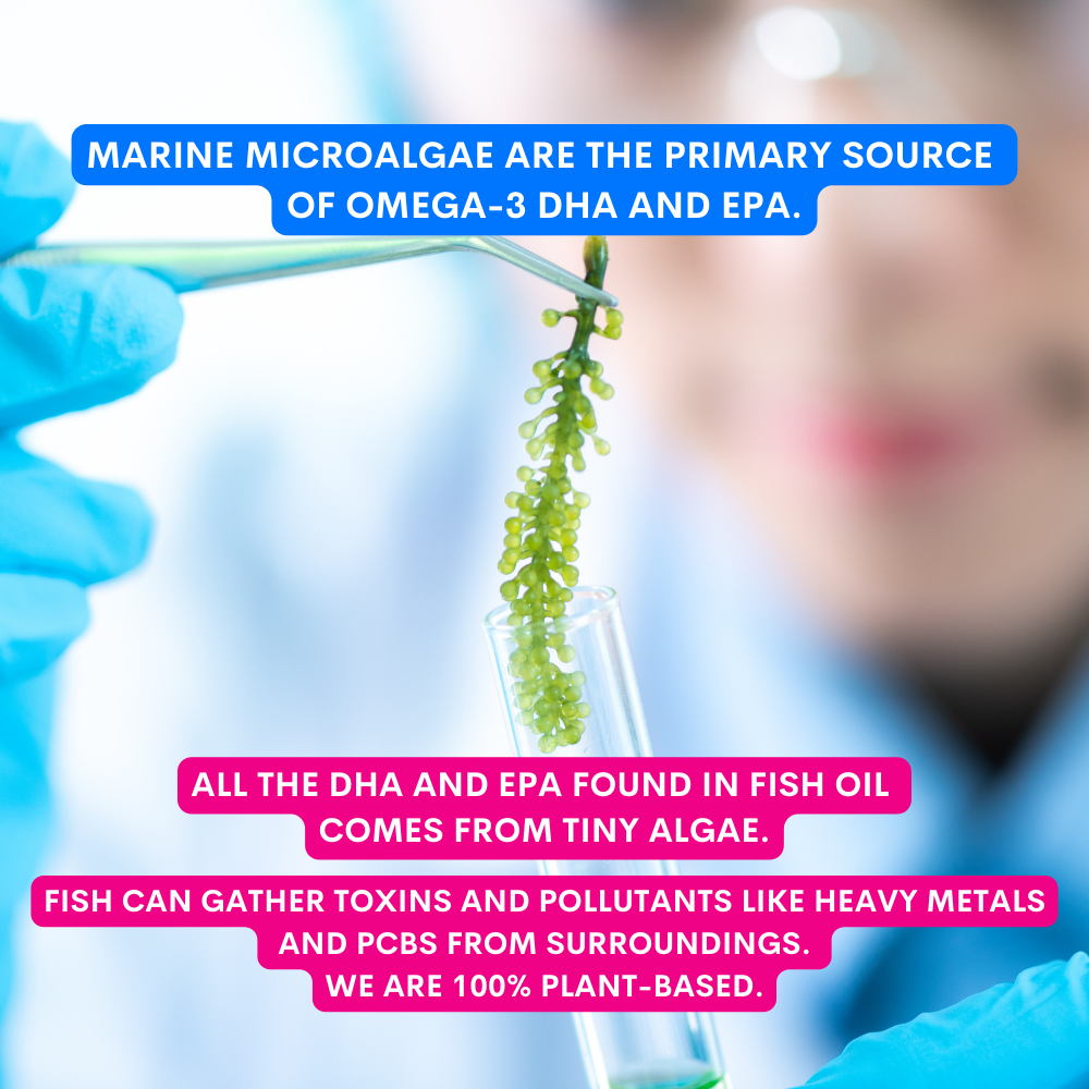 JAMPY - Wholesale Pet Supplement - Cat/Dog - The Smart Omega - Plant-based Omega3 Oil for Dogs5