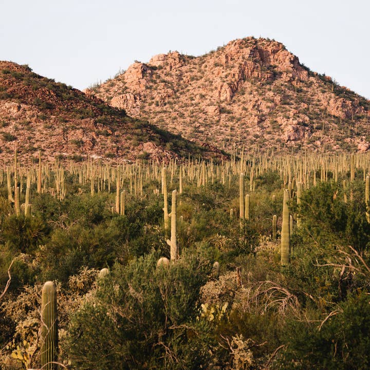 The Jonsteen Company - Wholesale Plant Seeds - Saguaro Cactus | Seed Grow Kit11