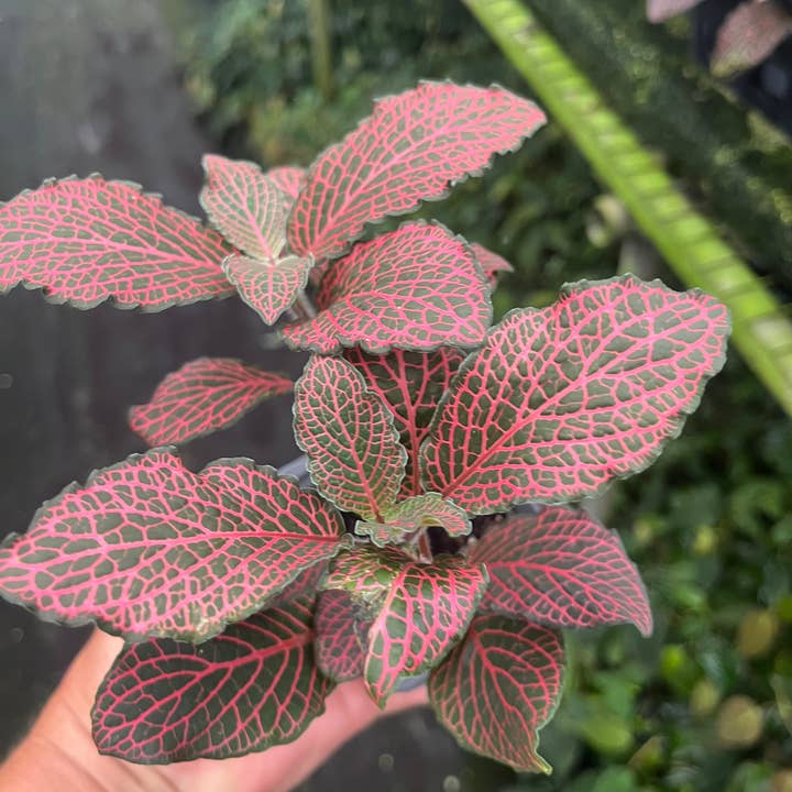 Succulents & Such, Inc. - Wholesale Live Plant - Red Fittonia 3" Pot Size