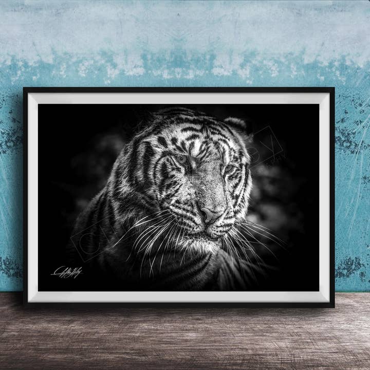 Tiger Wall Art - Orange Striped - Jungle for wholesale by Clifton Haley Photography