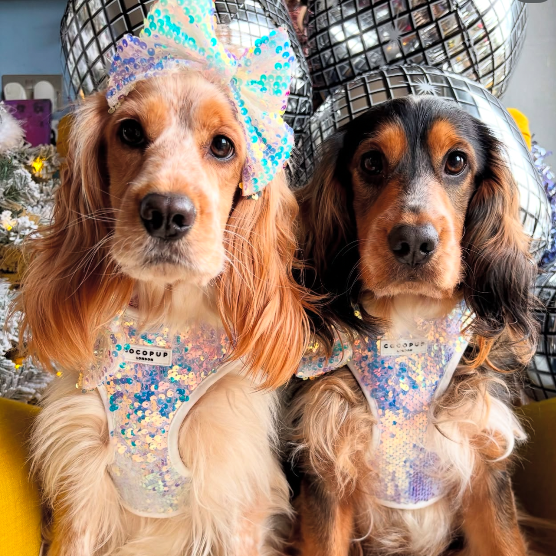 Cocopup London - Vendita all'ingrosso Pettorina - Cani - Imbracatura LUXE Party con Paillettes Olografiche22
