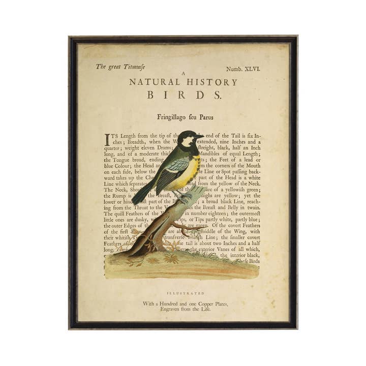 Antique Curiosities Inc - Wholesale Art Print - The Great Titmouse On A Natural History Of Birds Title