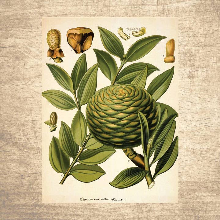 Conifer Botanical Illustration for wholesale by Lettered & Lined