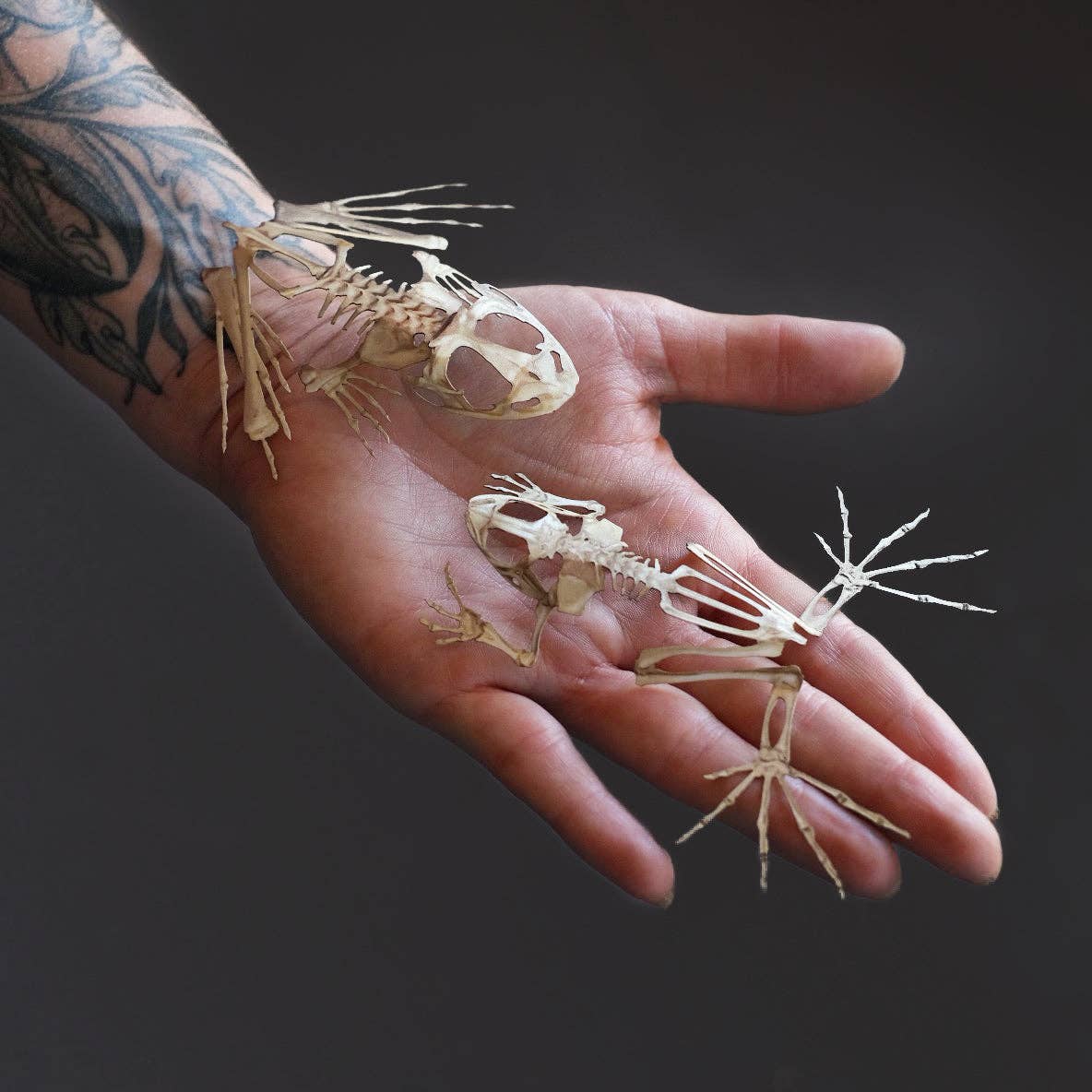 Moth and Myth - Wholesale Decorative Figurine - 'Fen' Frog Skeleton3