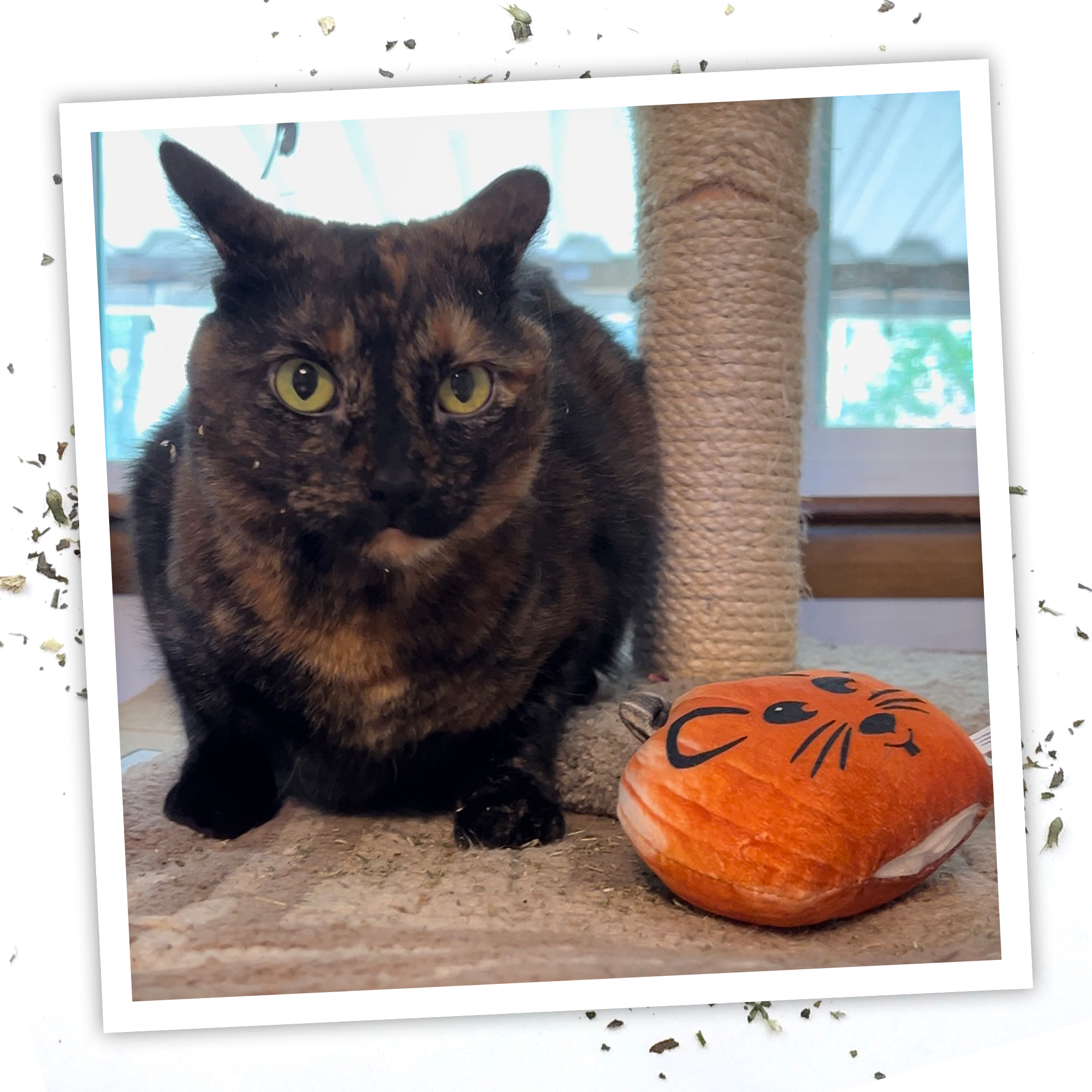 SmarterPaw | Meowijuana & Doggijuana - Wholesale Pet Toy - Cat - Meowijuana® Get Spooked Pumpkin & Harvest Moon Clip Strip8