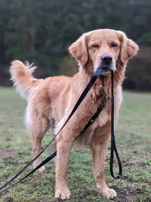 30ft Waterproof Long Line for wholesale by woof and stuff