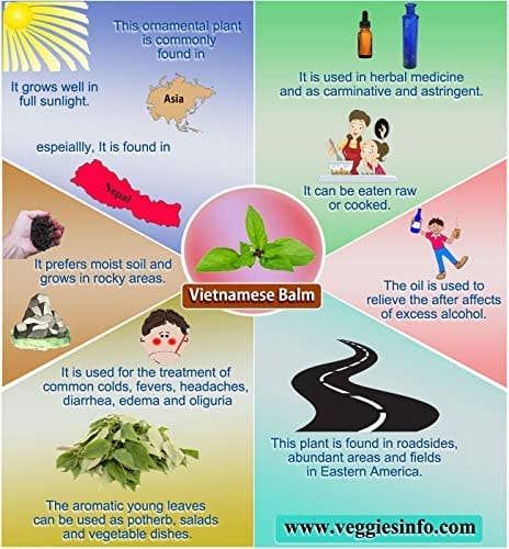 The Rike - Wholesale Plant Seeds - 6 pack x 1000 Vietnamese Lemon Balm Seeds Elsholtzia Ciliata3