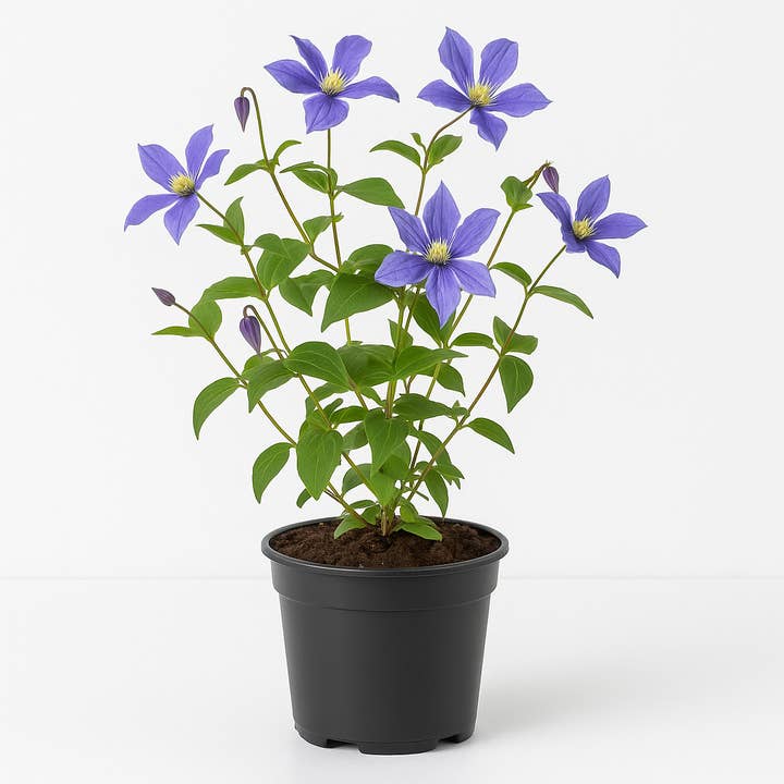 Oasis of Life - Wholesale Live Plant - Clematis integrifolia 'Arabella' – blue flowering clematis – hardy, shrubby clematis as ground cover & container plant – ideal for garden, balcony & terrace