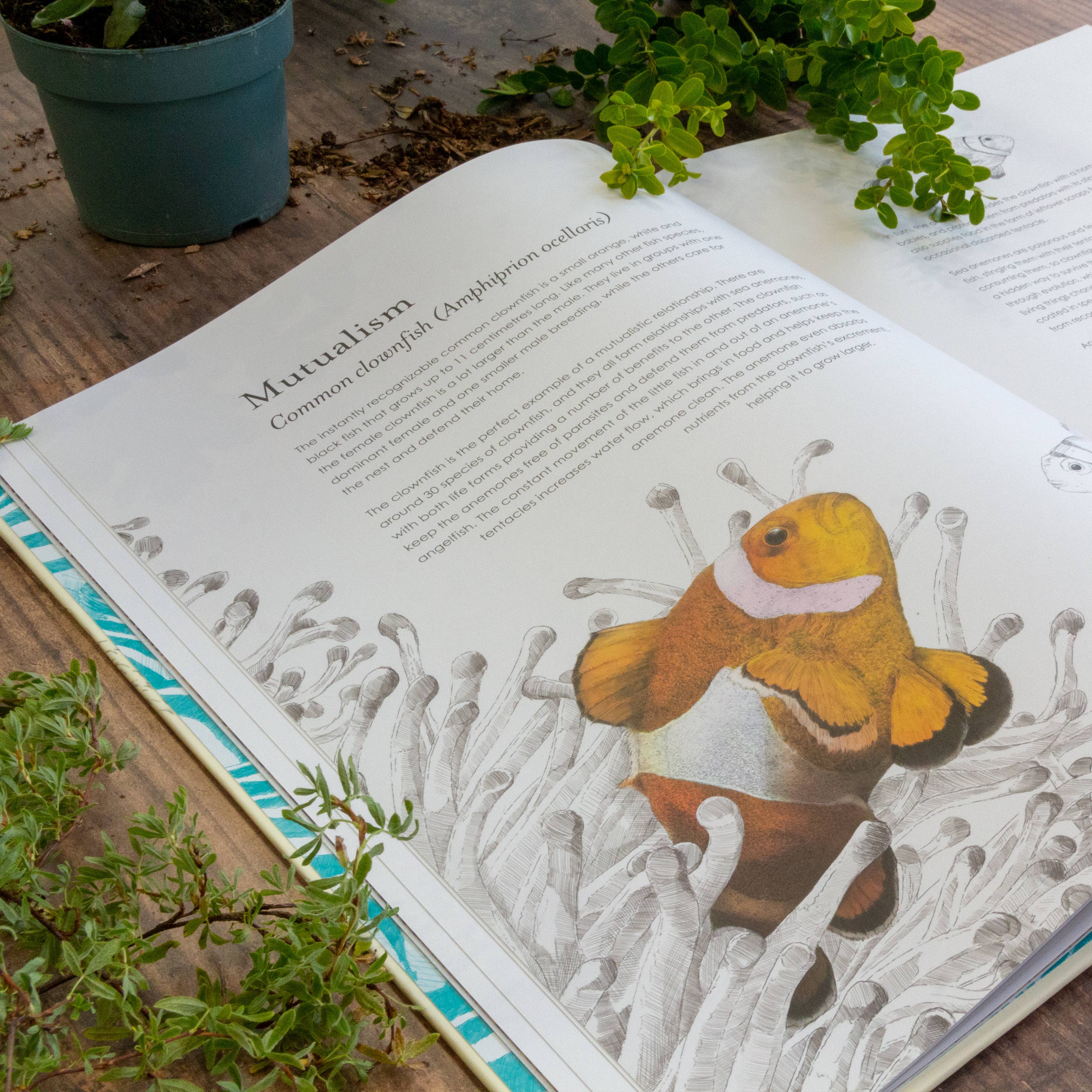 Hidden Planet - Wholesale Nature & Outdoors - Hidden Planet - An illustrator's love letter to planet Earth2