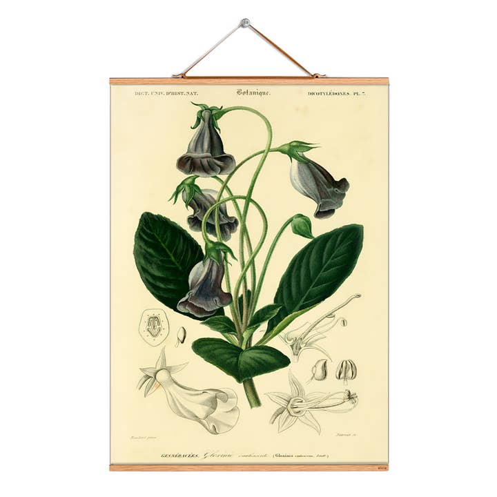 Scroll picture illustration # 199/Plants/Wrong/Gloxinia for wholesale by Eicie