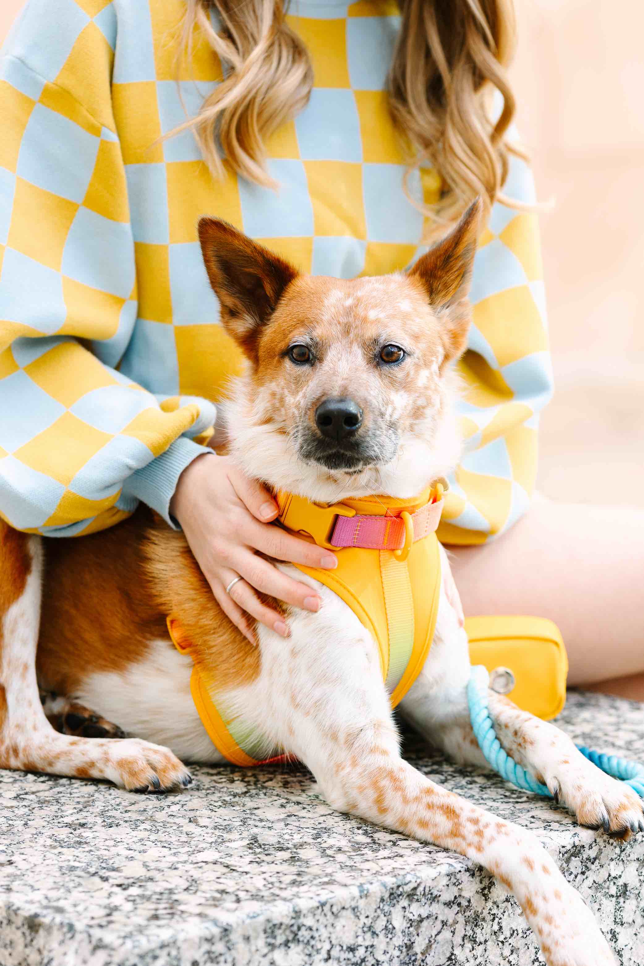 Pink Papyrus | Premium, Durable, & Stylish Dog Products - Wholesale Pet Harness - Dog - Kenna Dog Harness | Yellow Dog Harness | No Pull Dog Harness6