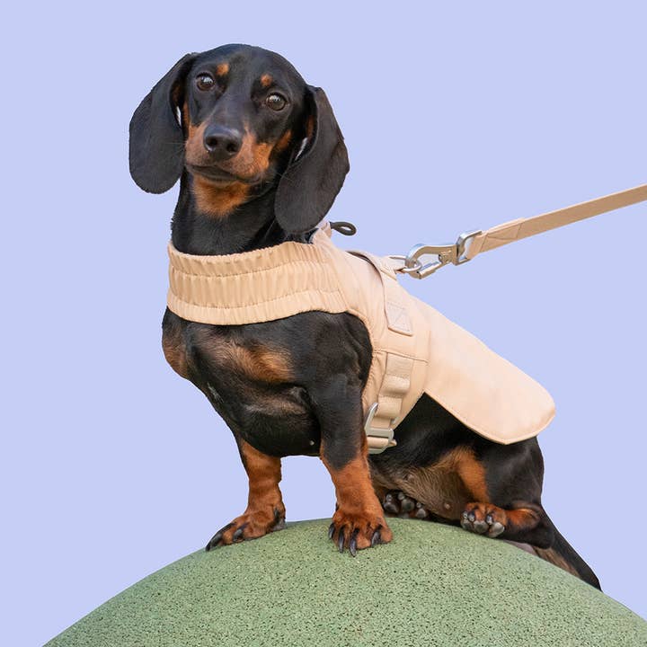 Dog harness for small dogs that converts into a jacket and other Purchase Wholesale q4 wasser. Free Returns & Net 60 Terms on Faire trending on Faire.