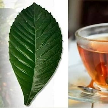 YERBERO - Wholesale Loose Tea - Yerbero - Te Herbal Hojas De Nispero 2oz (58gr) Herbal Tea (Loquat Leaves Tea)3