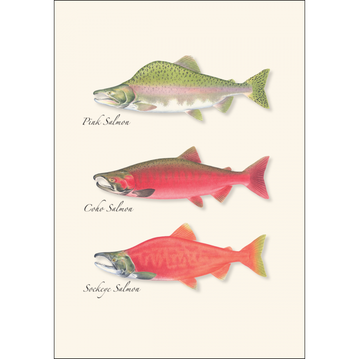 Earth Sky + Water - Wholesale Stationery/Notecard Set - Salmon Trio1