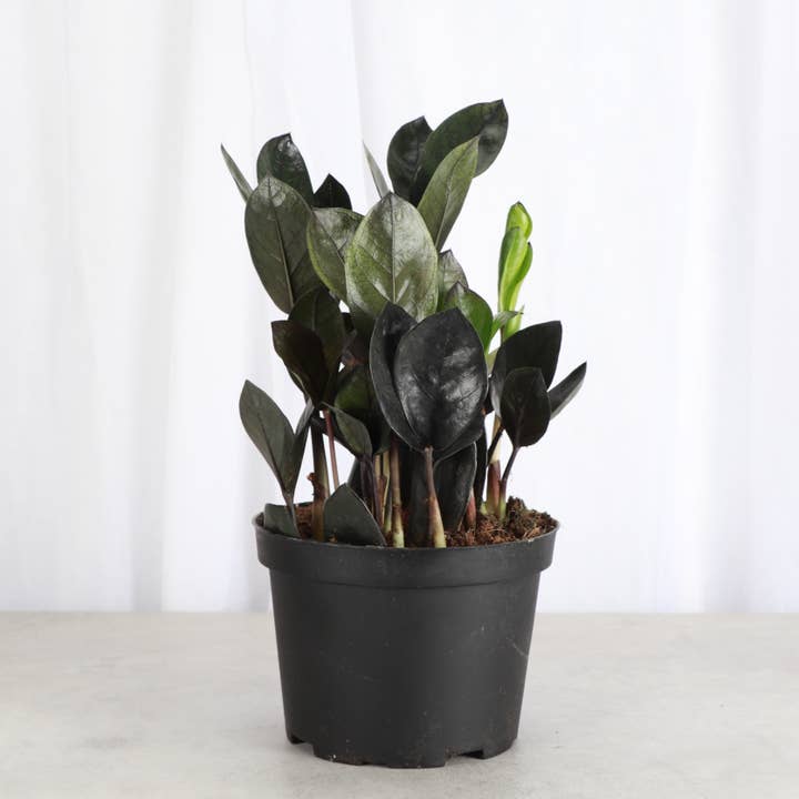 Black Raven ZZ Plant - Live Plant and other Purchase Wholesale medieval dynasty fertilizer. Free Returns & Net 60 Terms on Faire trending on Faire.